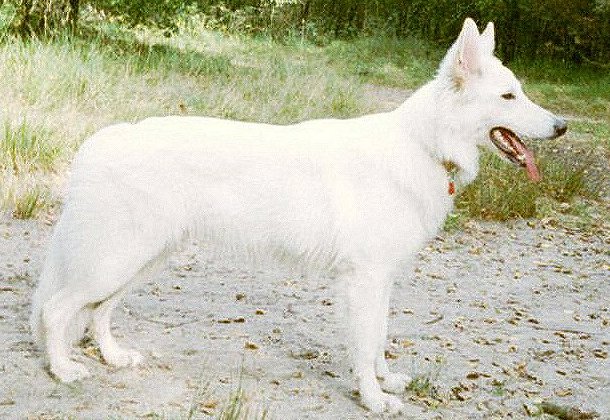 Witte Duitse Herder teef Wolf 11 maanden oud